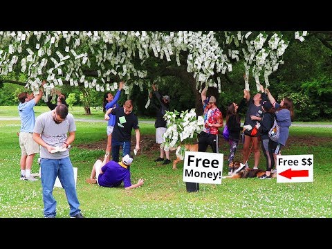 I Made Money Grow On Trees