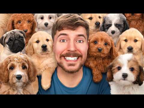 I Adopted 100 Dogs!